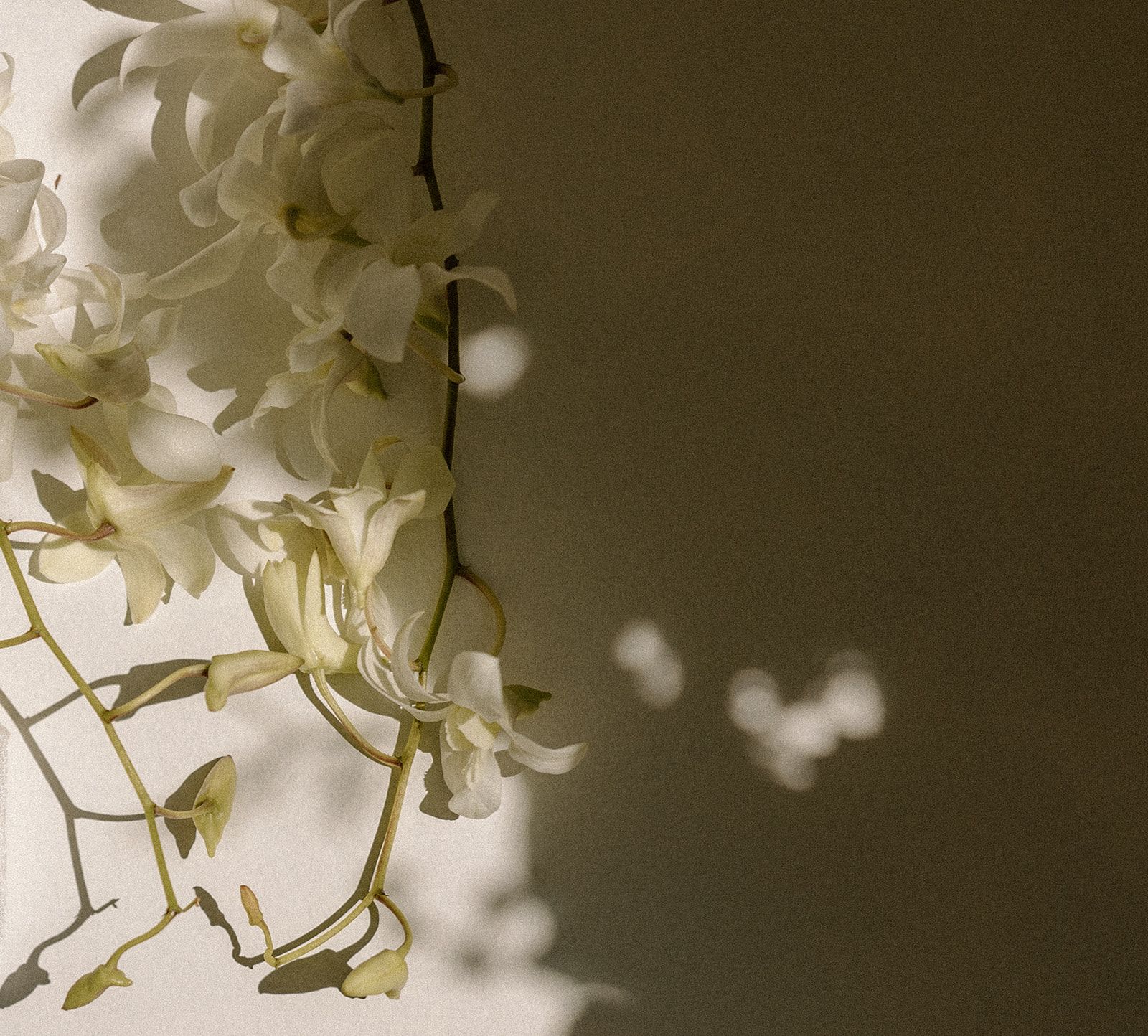 Delicate white florals casting soft shadows — Beloved Events Minneapolis